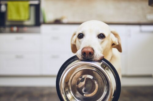 Hungriger Hund mit traurigen Augen hält Hundeschüssel in seinem Maul und wartet auf die Fütterung