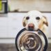 Hungriger Hund mit traurigen Augen hält Hundeschüssel in seinem Maul und wartet auf die Fütterung