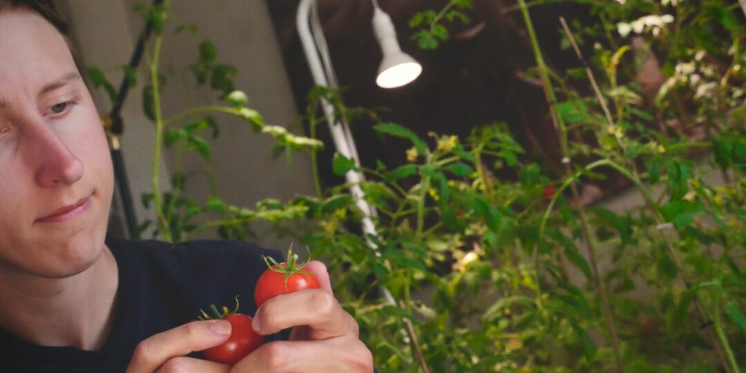 Mann hält Tomate in Hand aus Eigenanbau