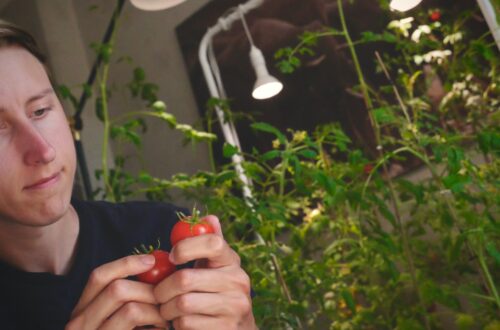 Mann hält Tomate in Hand aus Eigenanbau